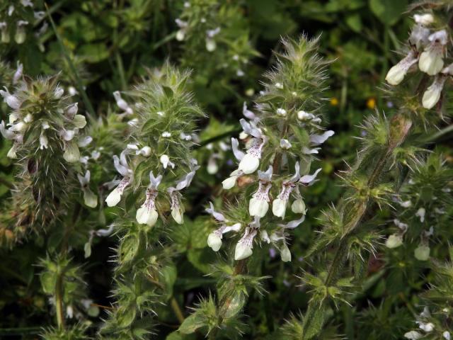 Čistec (Stachys ocymastrum (L.) Briq.)