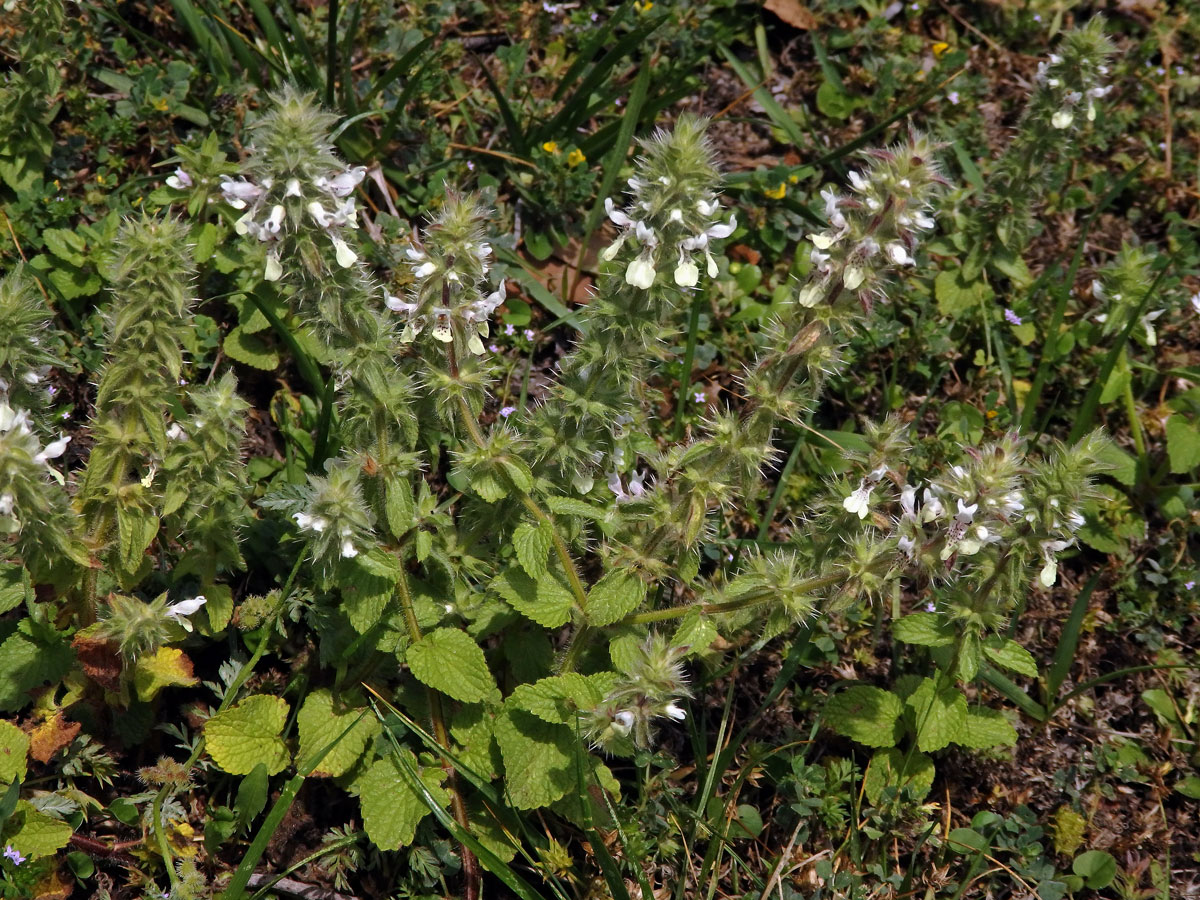 Čistec (Stachys ocymastrum (L.) Briq.)