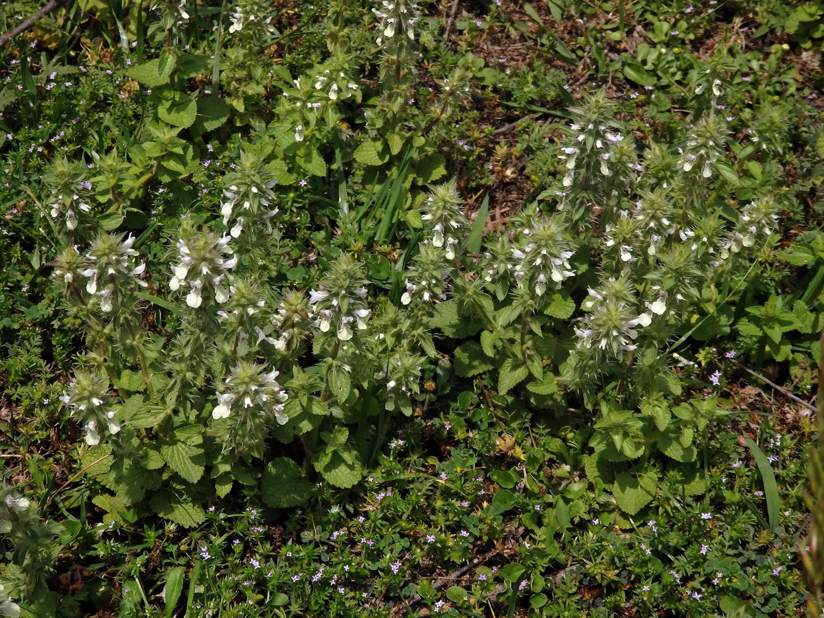 Čistec (Stachys ocymastrum (L.) Briq.)