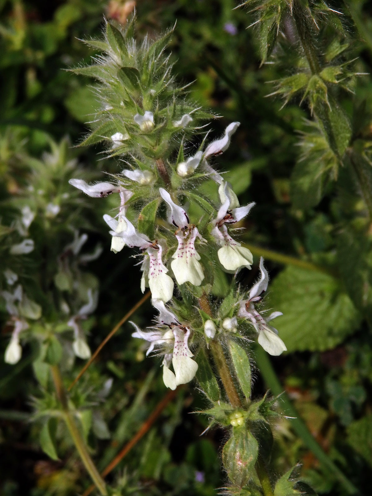 Čistec (Stachys ocymastrum (L.) Briq.)