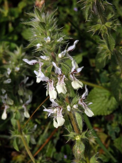 Čistec (Stachys ocymastrum (L.) Briq.)