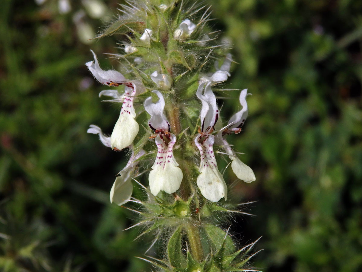 Čistec (Stachys ocymastrum (L.) Briq.)