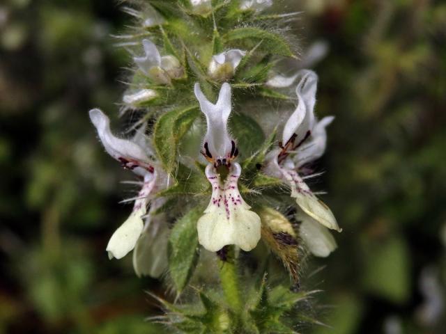 Čistec (Stachys ocymastrum (L.) Briq.)