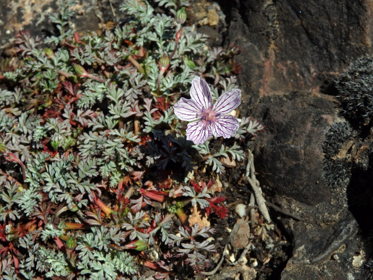 Pumpava (Erodium foetidum (L.) L'Hér.)