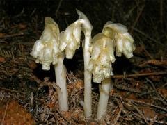 Hnilák (Monotropa L.)