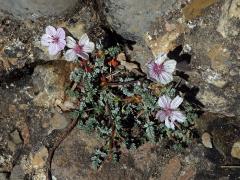 Pumpava (Erodium foetidum (L.) L'Hér.)