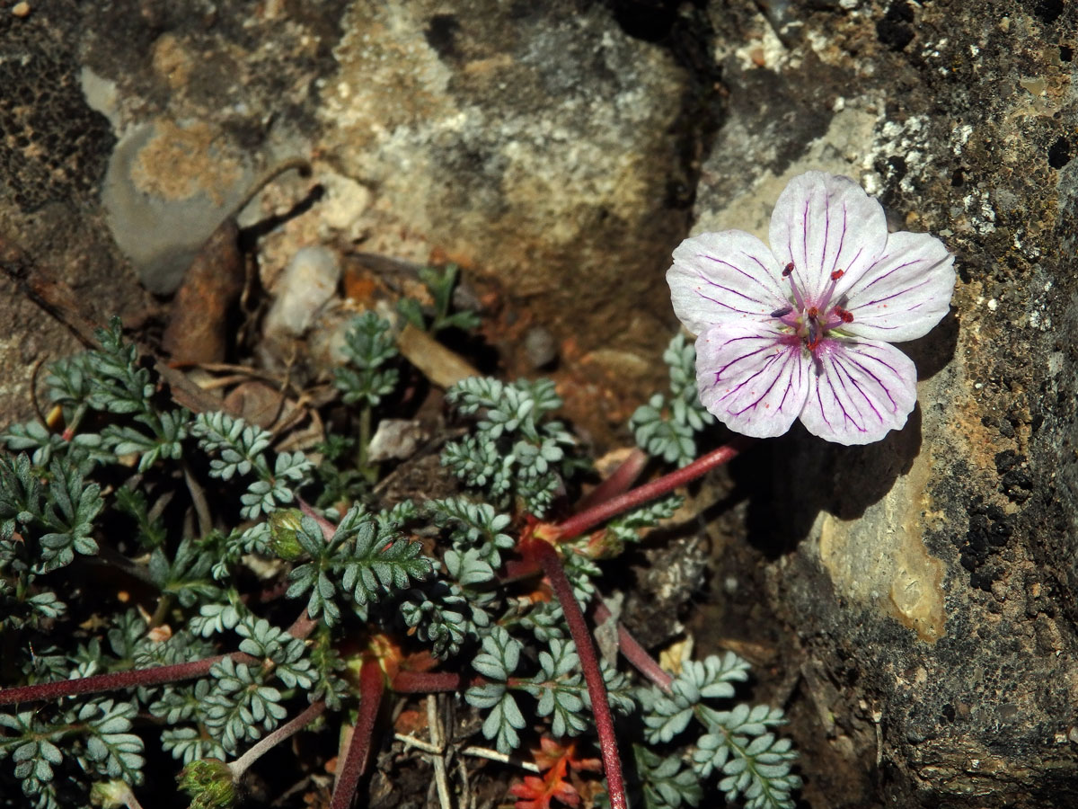 Pumpava (Erodium foetidum (L.) L'Hér.)