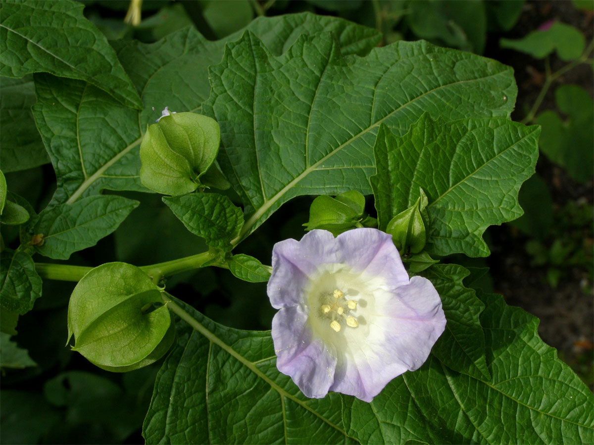 Lilík mochyňovitý (Nicandra physalodes (L.) Gaertn.)