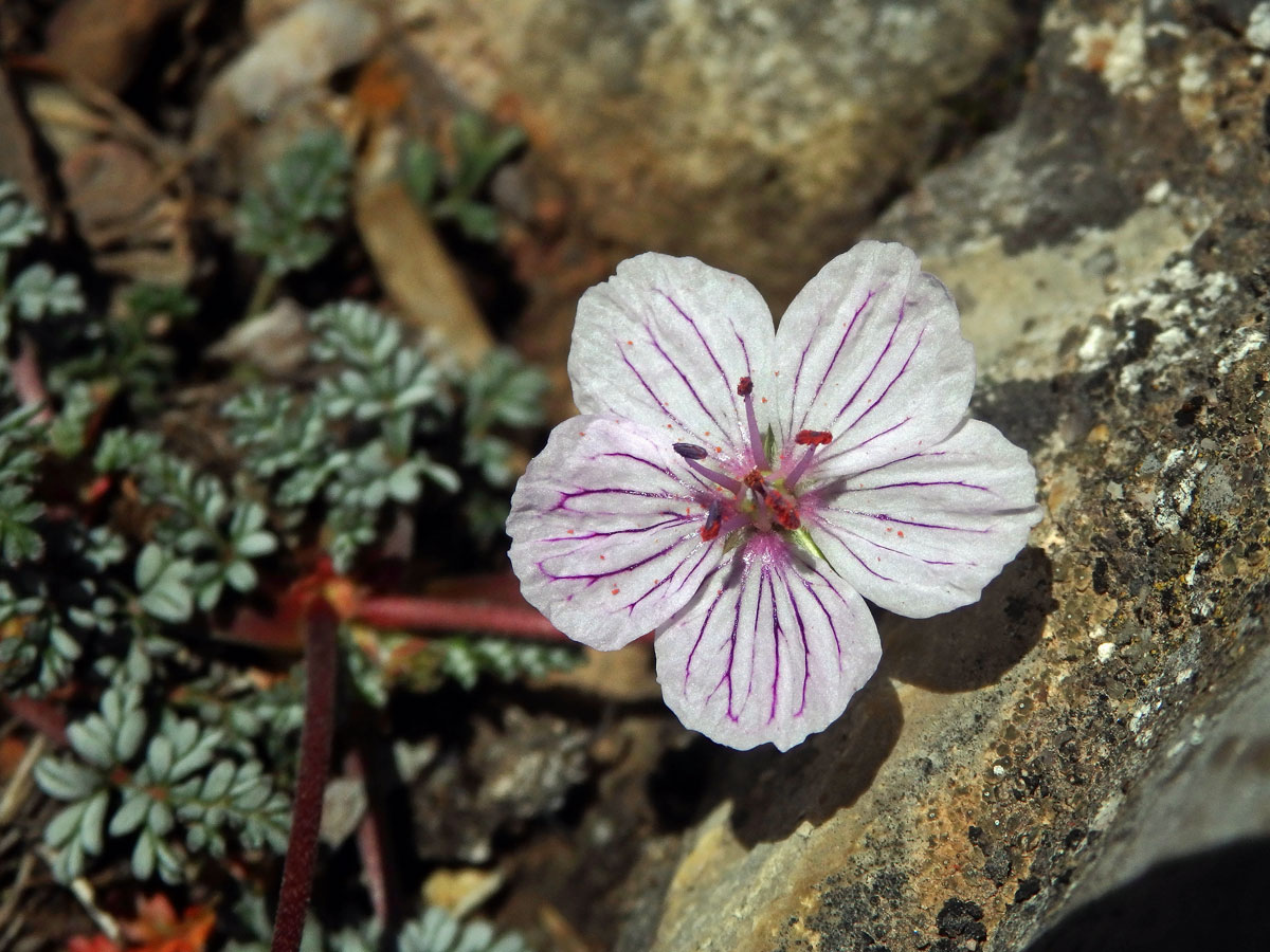 Pumpava (Erodium foetidum (L.) L'Hér.)