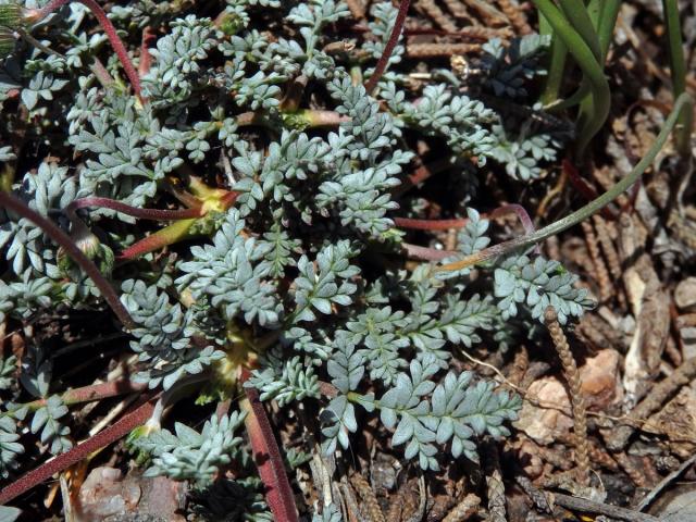 Pumpava (Erodium foetidum (L.) L'Hér.)