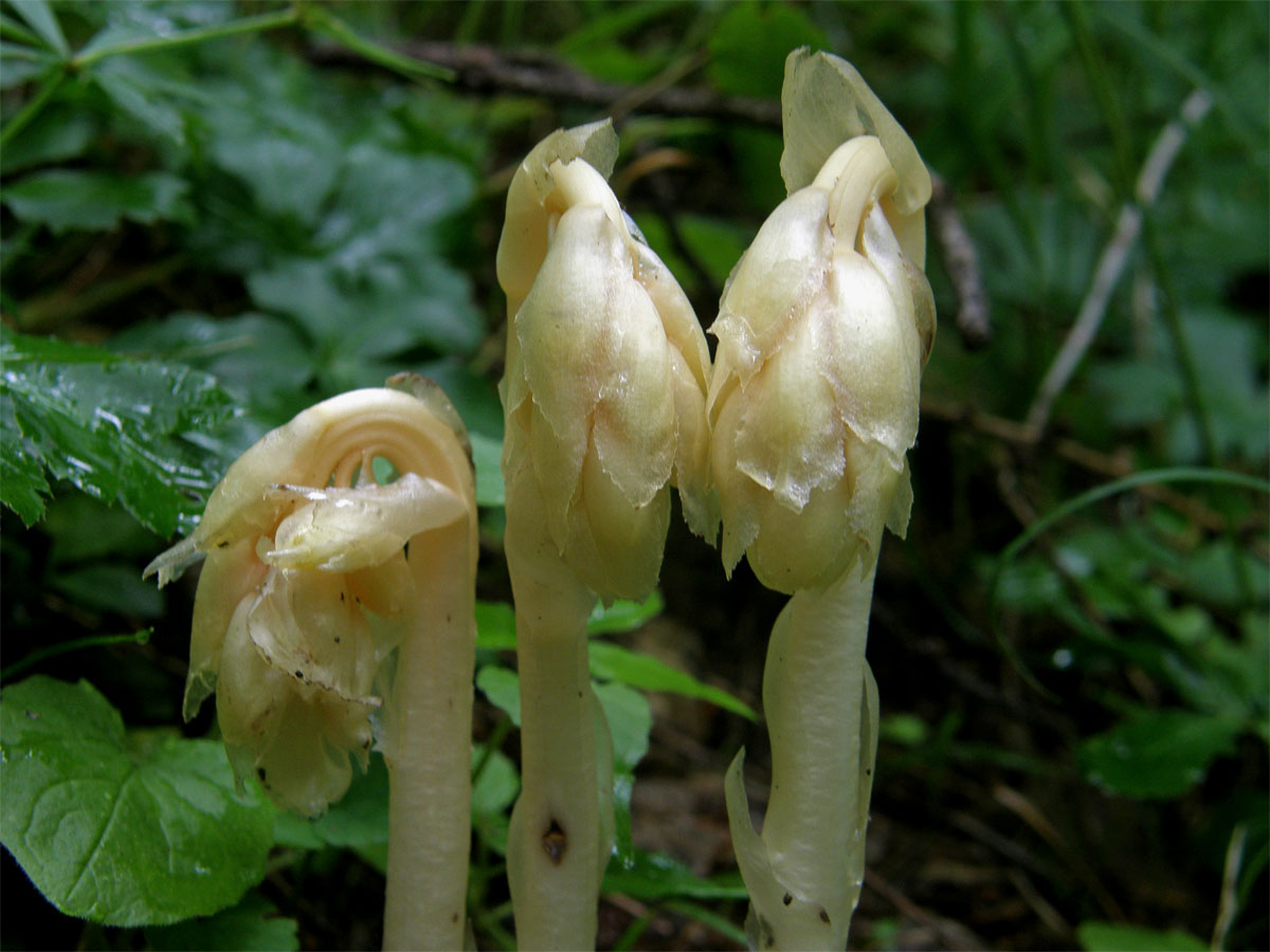 Hnilák smrkový (Monotropa hypopitys L.)