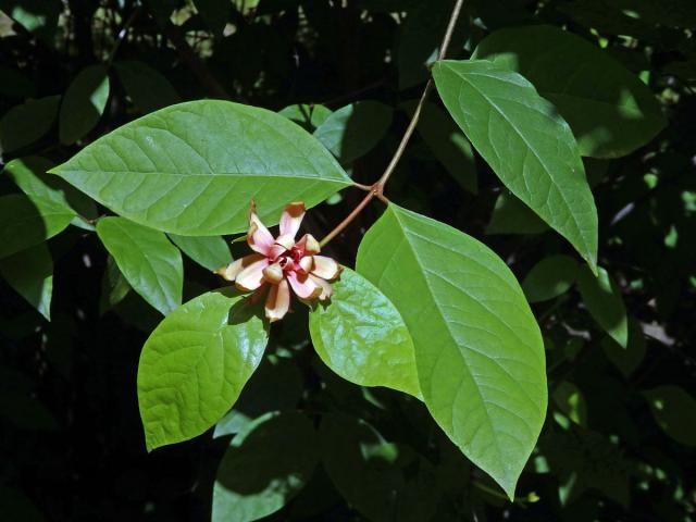 Sazaník (Calycanthus occidentalis Hook. & Arn.)