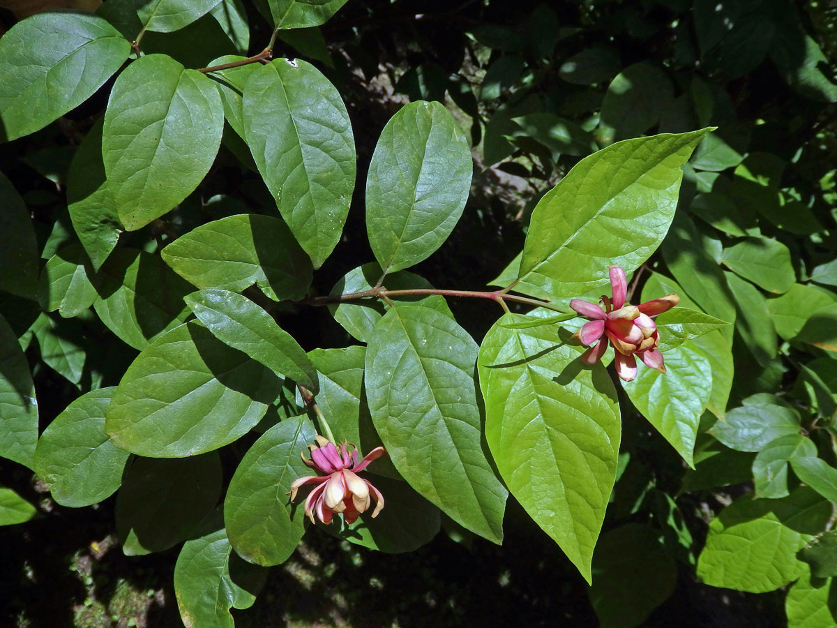 Sazaník (Calycanthus occidentalis Hook. & Arn.)