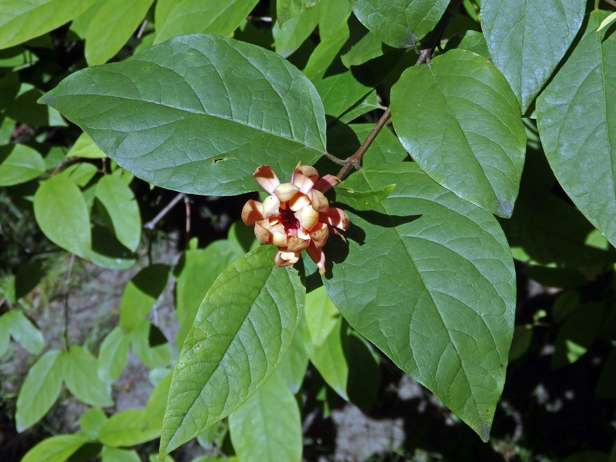 Sazaník (Calycanthus occidentalis Hook. & Arn.)