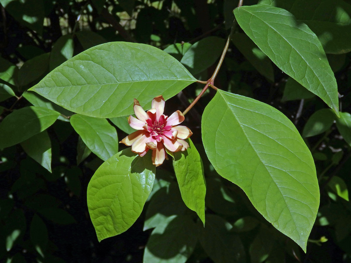 Sazaník (Calycanthus occidentalis Hook. & Arn.)