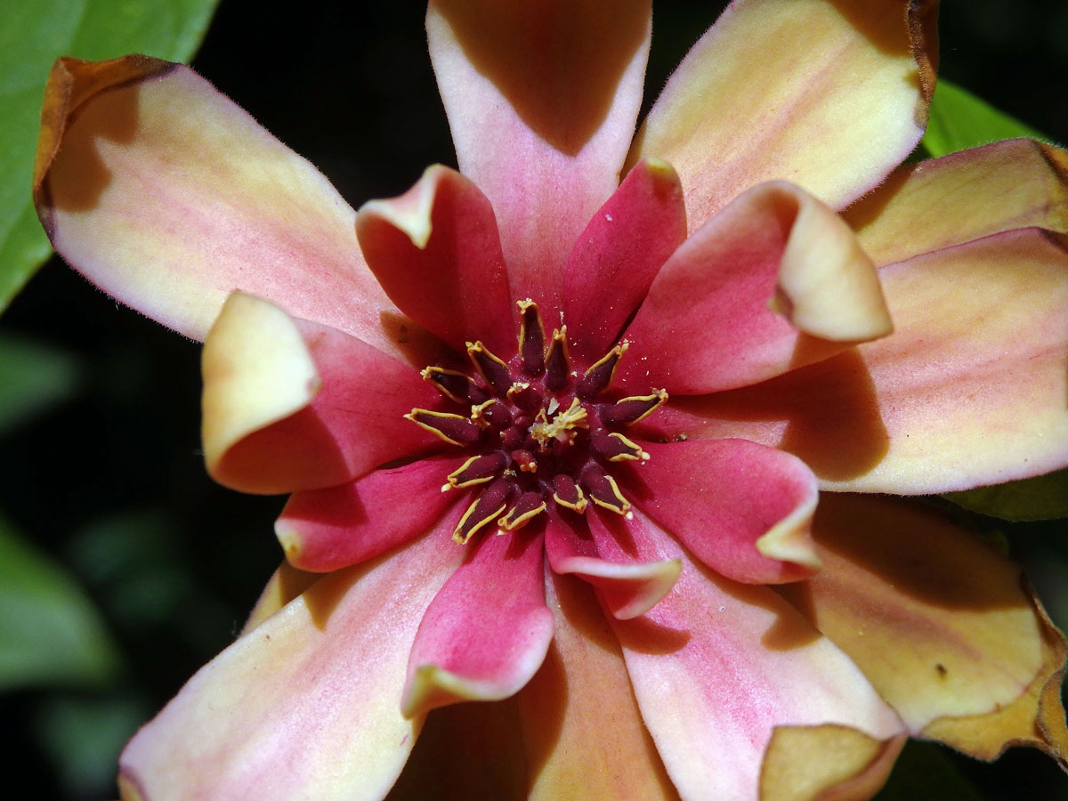 Sazaník (Calycanthus occidentalis Hook. & Arn.)