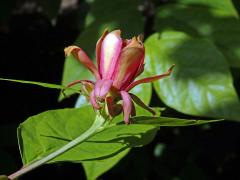 Sazaník (Calycanthus occidentalis Hook. & Arn.)