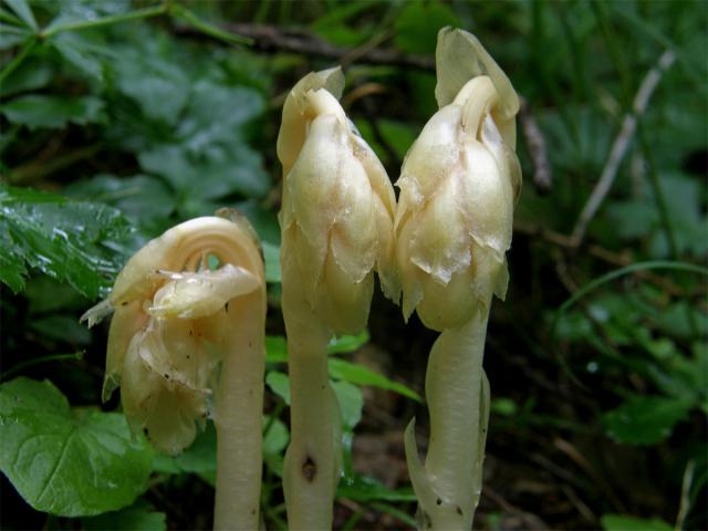 Hnilák smrkový (Monotropa hypopitys L.)