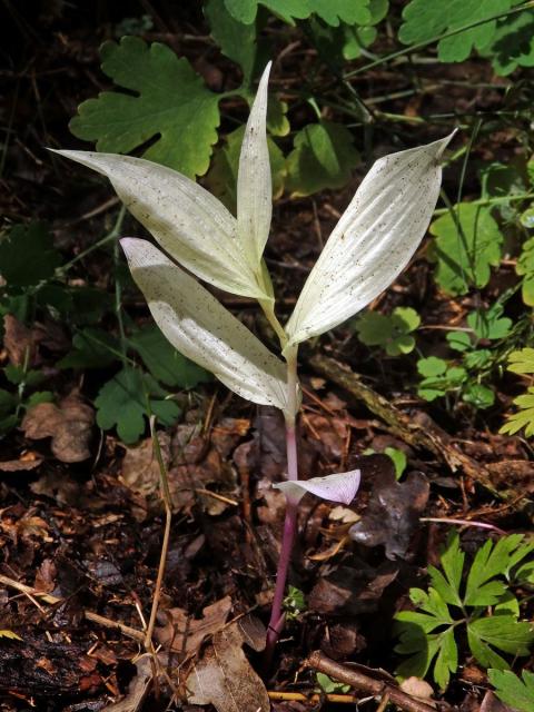 Kokořík mnohokvětý (Polygonatum multiflorum (L.) All.) (1a)