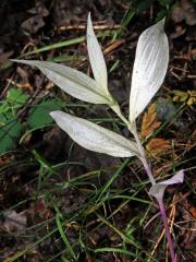 Kokořík mnohokvětý (Polygonatum multiflorum (L.) All.) (1b)