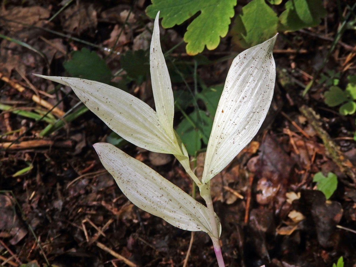 Kokořík mnohokvětý (Polygonatum multiflorum (L.) All.) (1c)