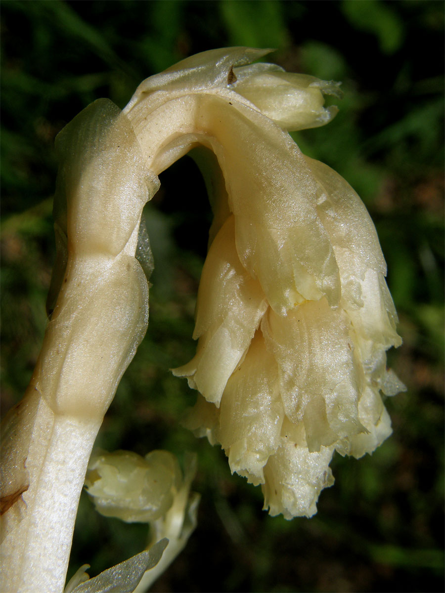 Hnilák smrkový (Monotropa hypopitys L.)