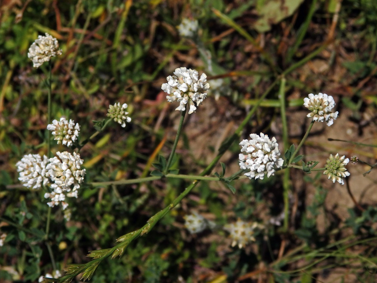 Bílojetel bylinný (Dorycnium herbaceum Vill.)