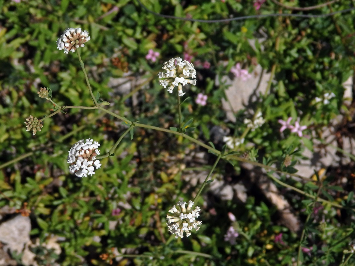 Bílojetel bylinný (Dorycnium herbaceum Vill.)