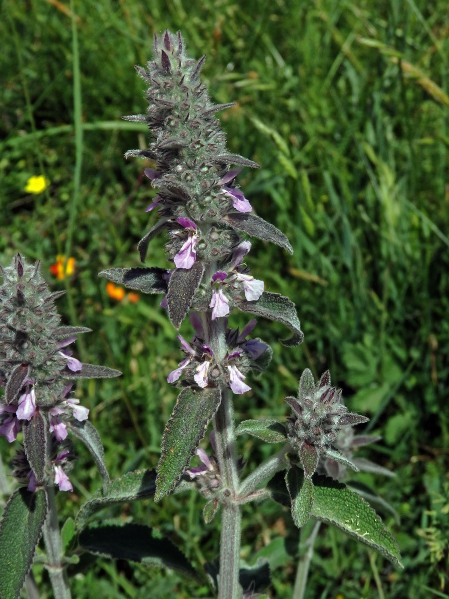 Čistec německý (Stachys germanica L.)