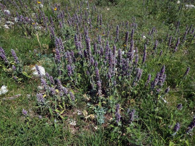 Čistec německý (Stachys germanica L.)