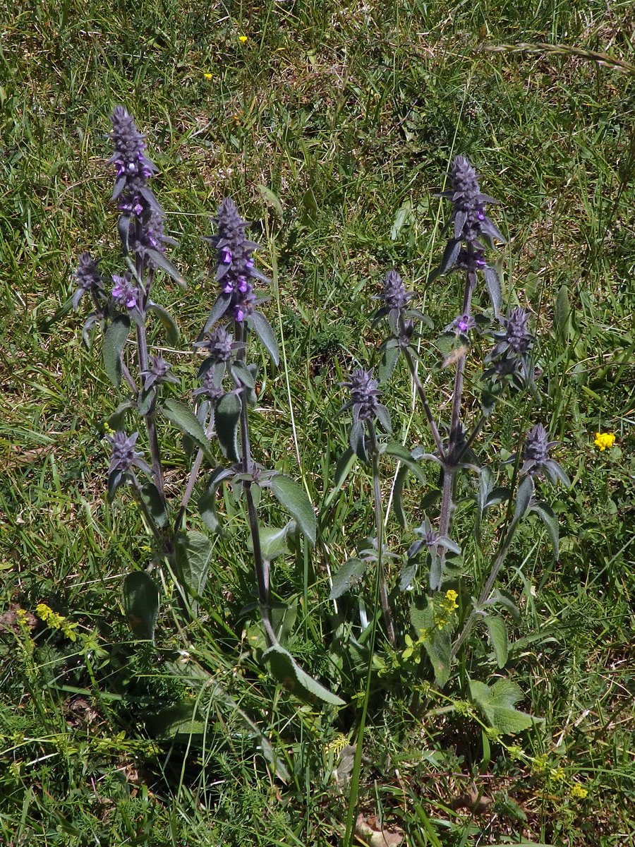 Čistec německý (Stachys germanica L.)