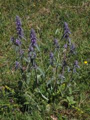 Čistec německý (Stachys germanica L.)