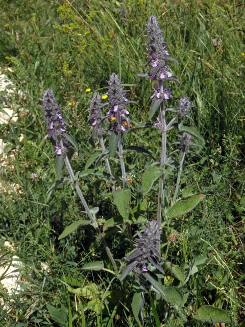 Čistec německý (Stachys germanica L.)