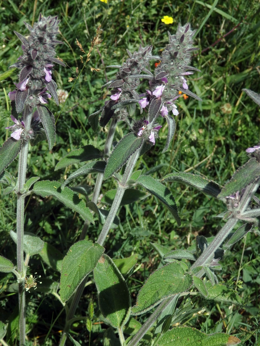 Čistec německý (Stachys germanica L.)