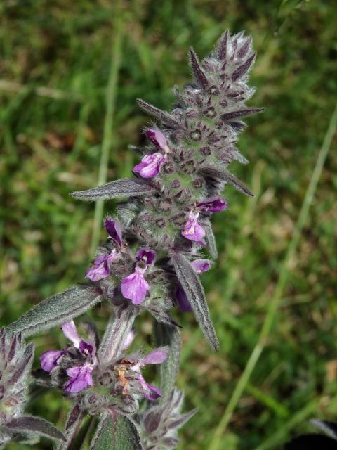 Čistec německý (Stachys germanica L.)