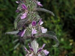 Čistec německý (Stachys germanica L.)