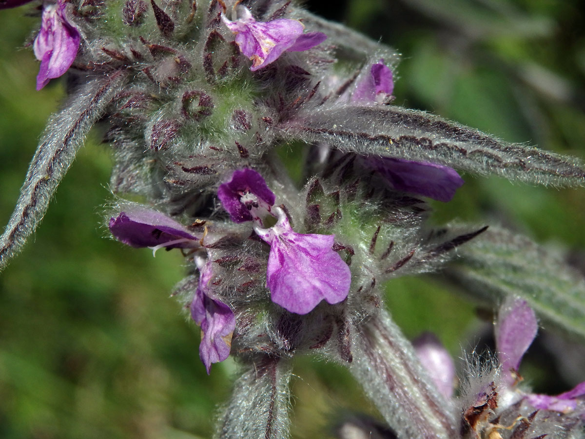 Čistec německý (Stachys germanica L.)