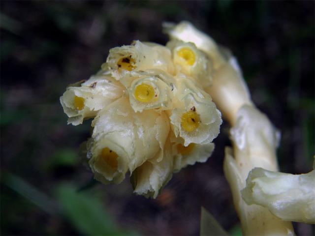 Hnilák smrkový (Monotropa hypopitys L.)