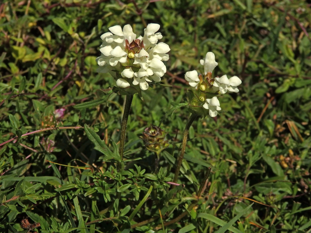 Černohlávek dřípený (Prunella lacinata L.)