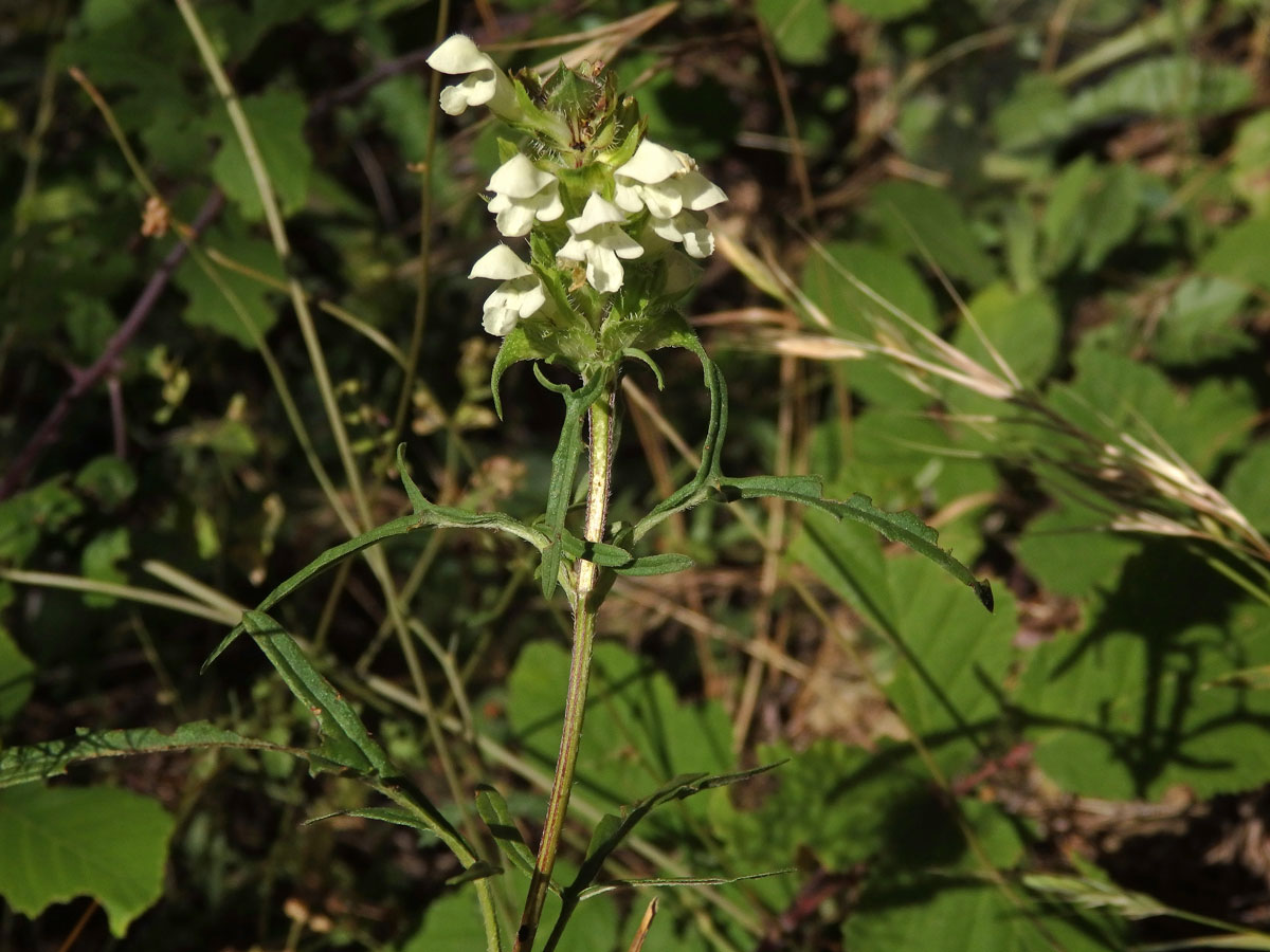 Černohlávek dřípený (Prunella lacinata L.)