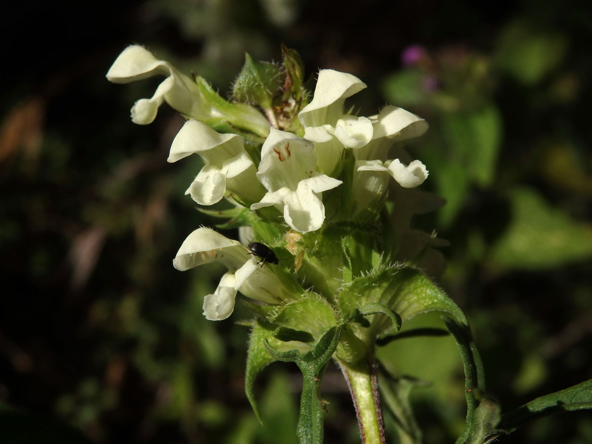 Černohlávek dřípený (Prunella lacinata L.)