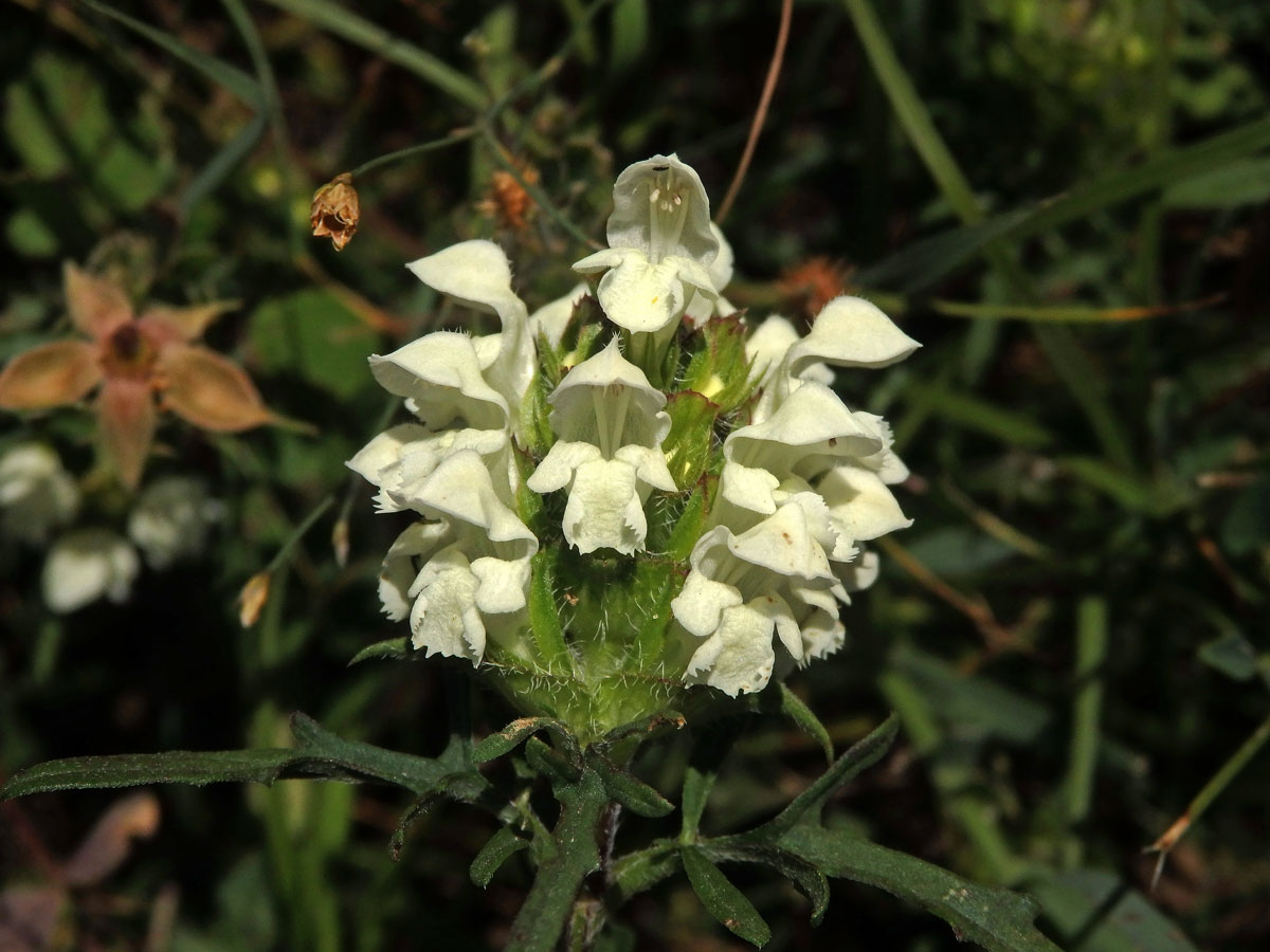 Černohlávek dřípený (Prunella lacinata L.)