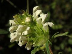 Černohlávek dřípený (Prunella lacinata L.)