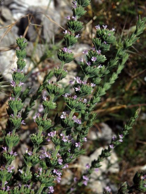 Micromeria juliana (L.) Benth. ex Rchb.