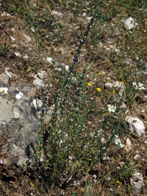 Micromeria juliana (L.) Benth. ex Rchb.