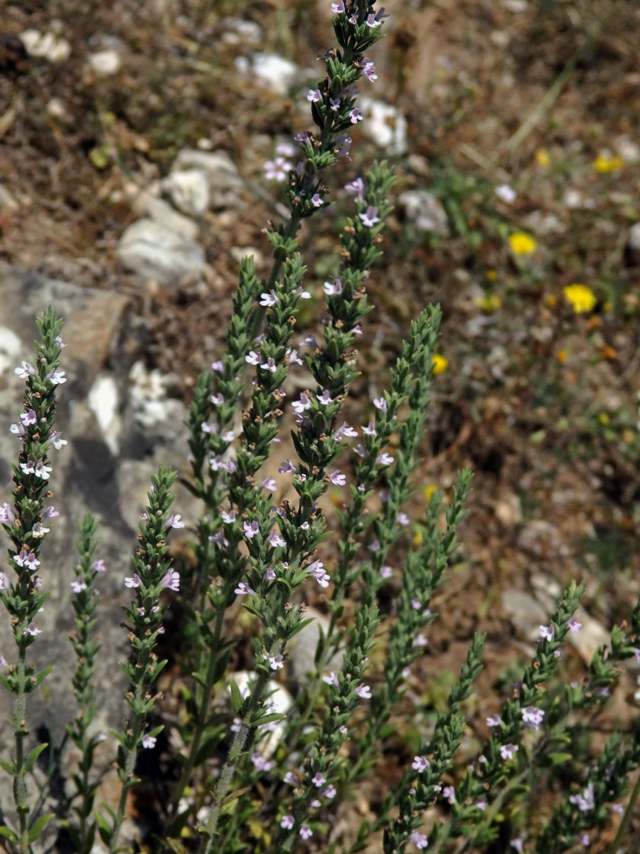 Micromeria juliana (L.) Benth. ex Rchb.