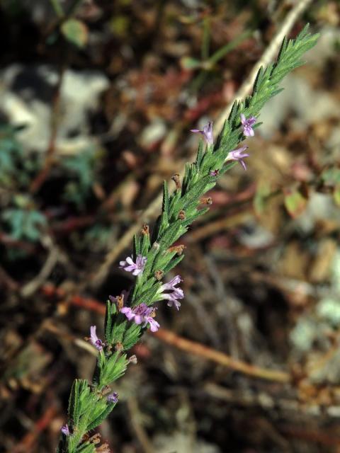 Micromeria juliana (L.) Benth. ex Rchb.