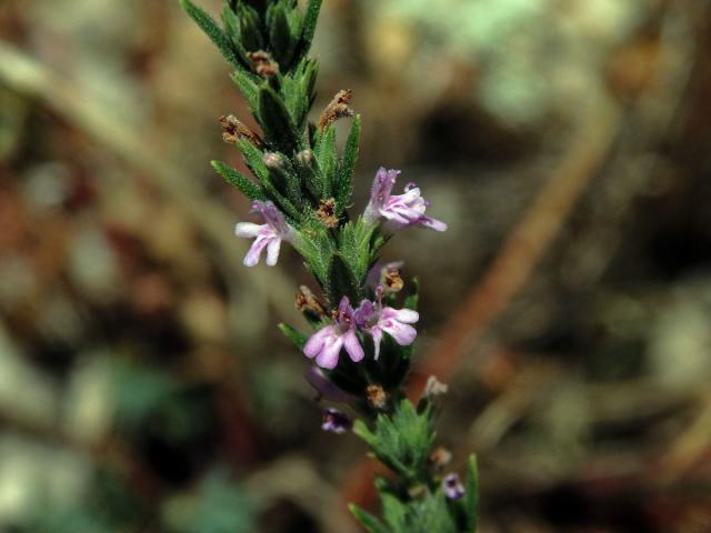 Micromeria juliana (L.) Benth. ex Rchb.