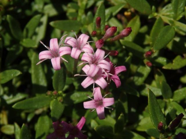 Putoria calabrica (L. fil.) DC.