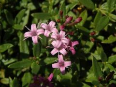 Putoria calabrica (L. fil.) DC.